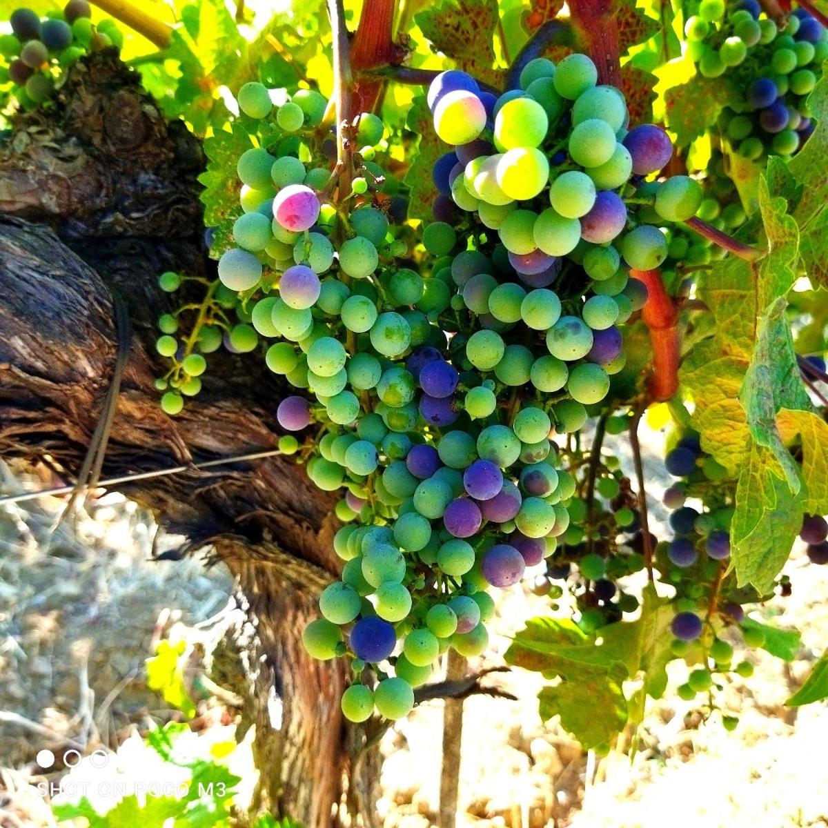 منزل الضيف Castiglione dʼOrcia  في Poggio Al Vento المظهر الخارجي الصورة
